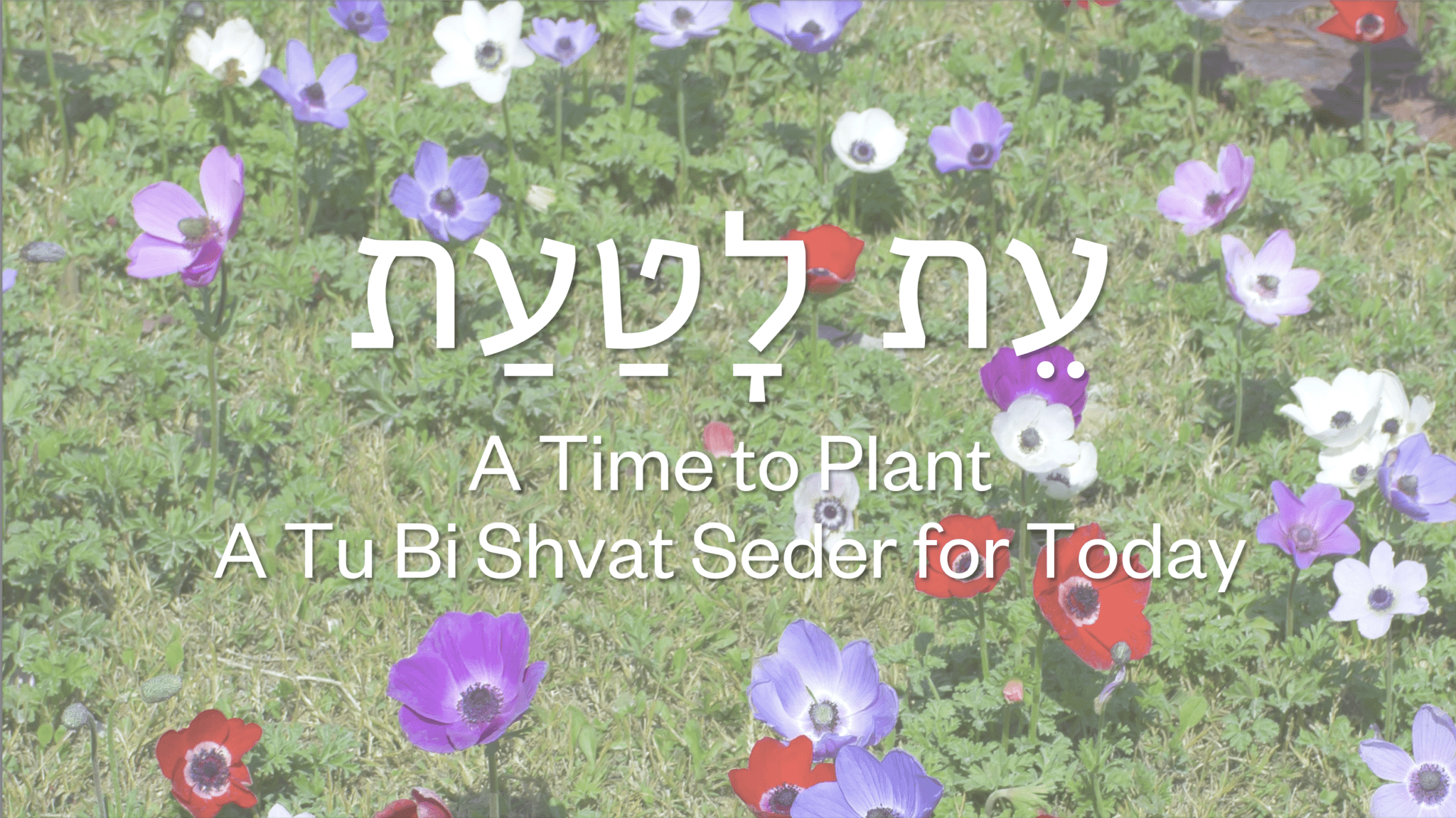 Tu Bishvat The Digital Home for Conservative Judaism