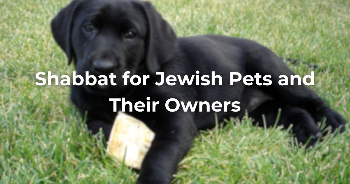 Shabbat for Jewish Pets and Their Owners