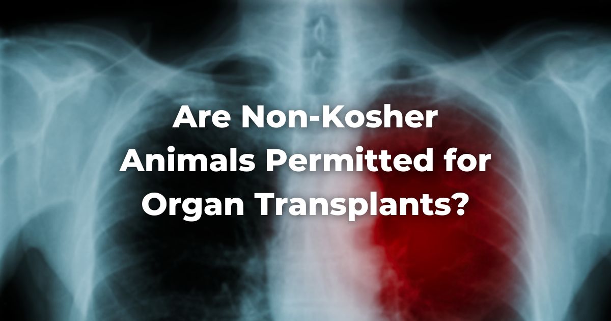 Are Non-Kosher Animals Permitted for Organ Transplants?